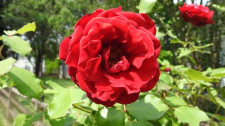 My Rose Bush  - crinkly red rose