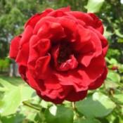 My Rose Bush  - crinkly red rose