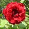 My Rose Bush  - crinkly red rose
