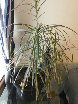 What Is This Houseplant? - grassy houseplant with green, cream, and pinkish leaves