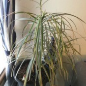 What Is This Houseplant? - grassy houseplant with green, cream, and pinkish leaves