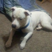 Is My Pit Bull Full Blooded?