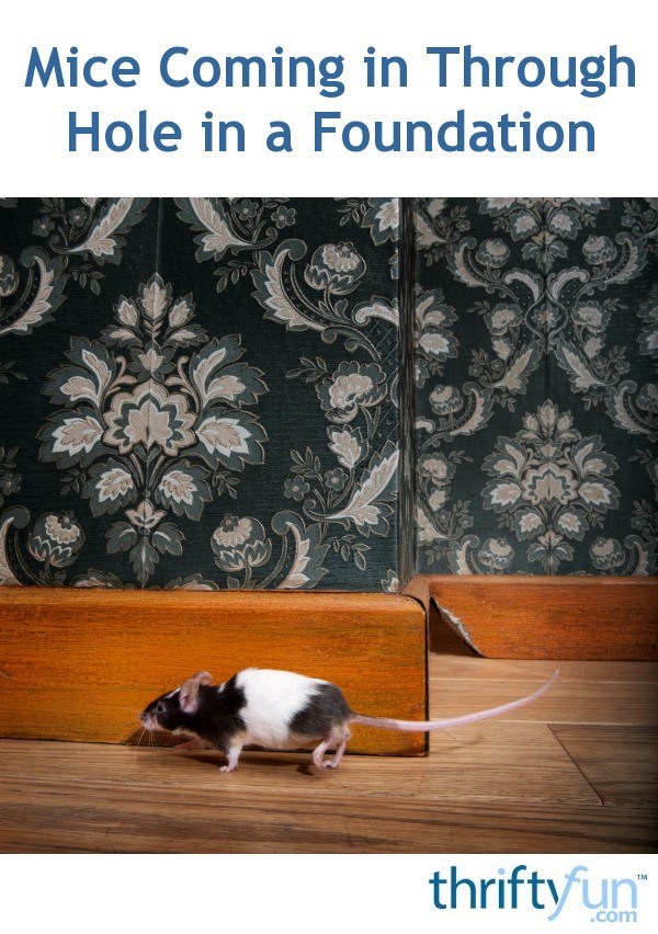 Mice Coming in Through Hole in a Foundation? ThriftyFun