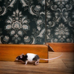 Mouse in a House