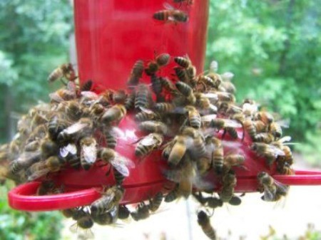 Keeping Bees Away from a Hummingbird Feeder