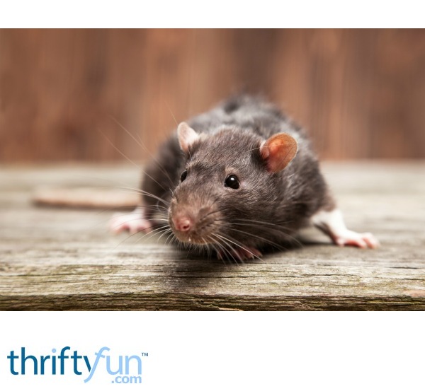 Keeping Rats Out of an Outdoor Aviary? | ThriftyFun