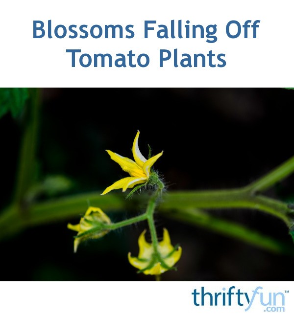 Blossoms Falling Off Tomato Plants? ThriftyFun