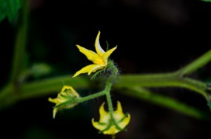 Tomato Blossoms