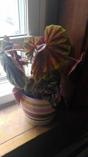 What Is This Houseplant? large leaved plant, perhaps a coleus or caladium