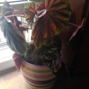 What Is This Houseplant? large leaved plant, perhaps a coleus or caladium