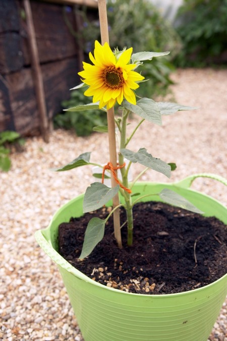 A sunflower plant growing in a light green container.