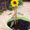 A sunflower plant growing in a light green container.