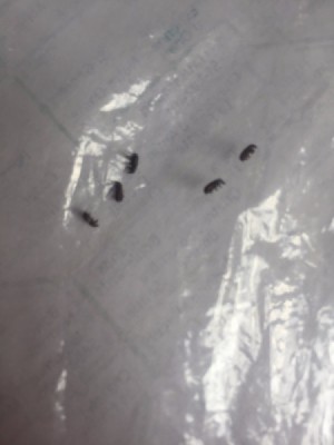 Identifying Small Black Biting Bugs