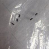 Identifying Small Black Biting Bugs