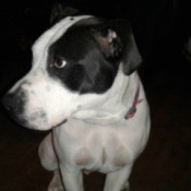 What Kind of Pit Bull Is My Dog? - black and white dog
