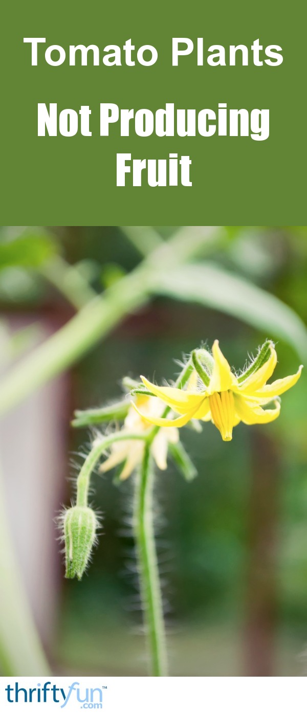 Tomato Plants Not Producing Fruit ThriftyFun