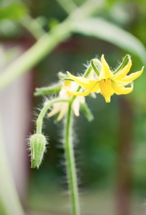 Tomato Plants
Not Producing Fruit