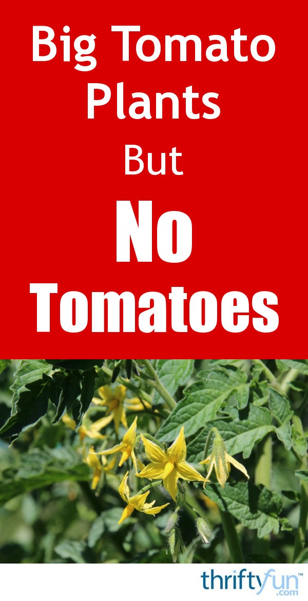 Big Tomato Plants, But No Tomatoes ThriftyFun