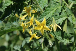 Big tomato plants with blossoms but no fruit growing.