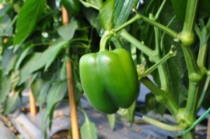 Green bell pepper ready for harvest.