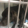 Progression of the Treatment for Parvo - black dog in vet cage