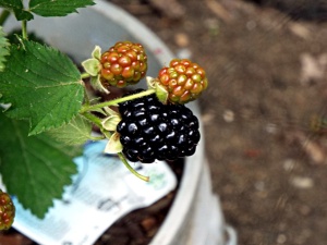 Picking The Ripest Blackberries