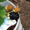 Picking The Ripest Blackberries