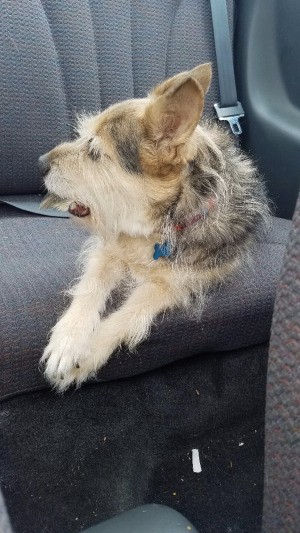 Dog Suddenly Does Not Want to Be in the House - mixed terrier type dog on seat of a car