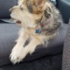 Dog Suddenly Does Not Want to Be in the House - mixed terrier type dog on seat of a car