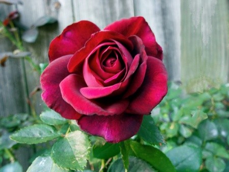 The Classic Rose(Dark Desire) deep red rose