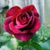 The Classic Rose(Dark Desire) deep red rose