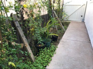 Wooden supports to keep a leaning fence upright.