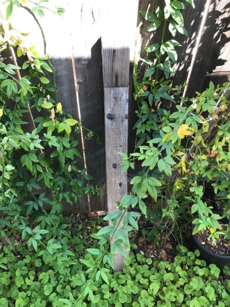 Wooden supports to keep a leaning fence upright.