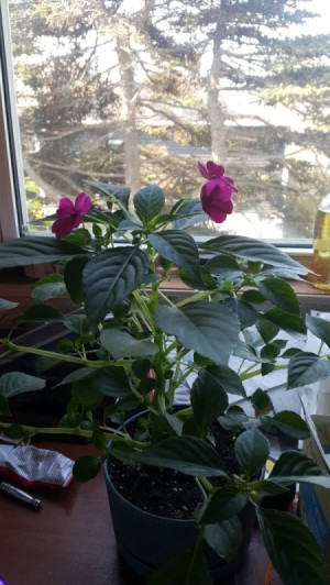 What Is This Houseplant? - plant with dark pink or magenta flowers