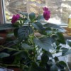 What Is This Houseplant? - plant with dark pink or magenta flowers