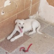 What Breed Is My Puppy? white dog