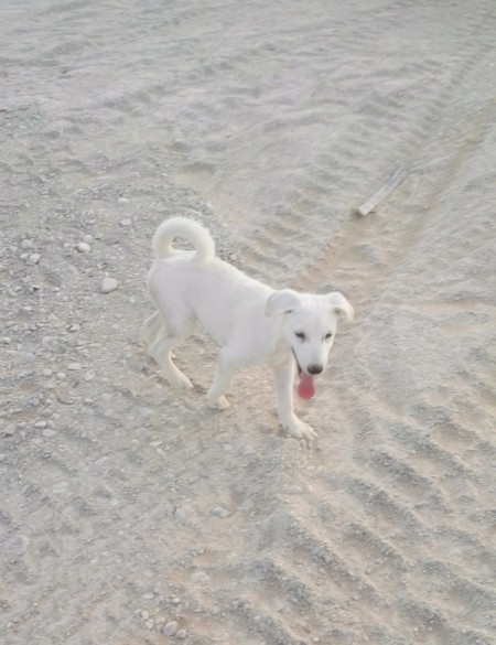 What Breed Is My Puppy? dog at the beach