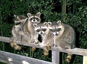 Four raccoons on a deck railing at night.