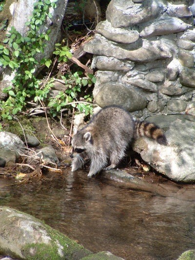 A raccoon dipping its hand in a pond.