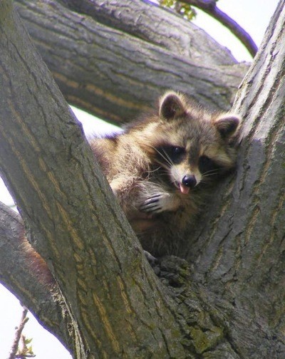 A young raccoon in a tree.