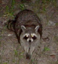 A raccoon outside at night with glowing eyes.