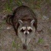 A raccoon outside at night with glowing eyes.
