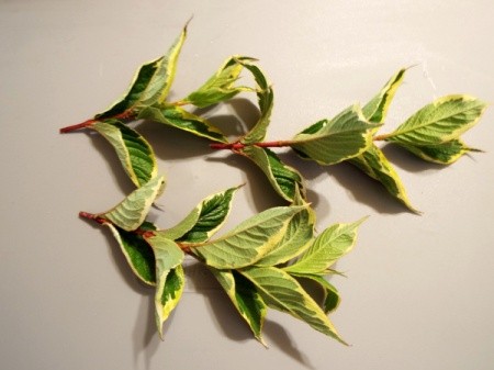 Unknown leaves with green and yellow.