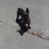 What Breed Is My Dog? shaved black dog