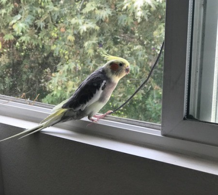 Baby Wipes for Cleaning Up After Pet Birds - bird on window sill