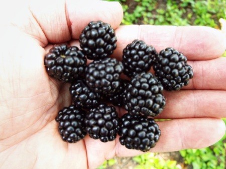 Blackberries Require Decision Making - hand holding several blackberries