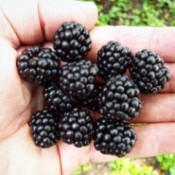 Blackberries Require Decision Making - hand holding several blackberries