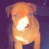 What Breed Is My Dog? - light brown puppy