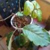 Identifying and Caring for a Plant