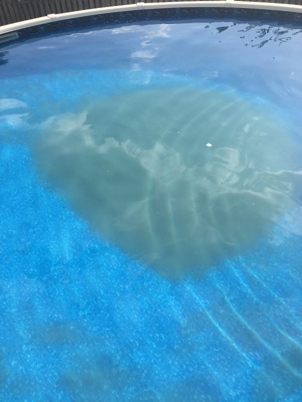 What Causes White Water Mold In Pool at Susan Merriweather blog